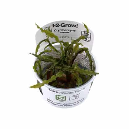 Tropica Cryptocoryne Crispatula 1-2 Grow! - Φυτά για Ενυδρεία