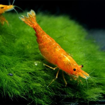 Neocaridina davidi – Orange Shrimp - Ασπόνδυλα Γλυκού
