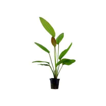 Tropica Echinodorus Rose Potted - Φυτά για Ενυδρεία