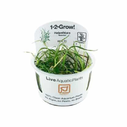 Tropica Helanthium Vesuvius 1-2 Grow! - Sales