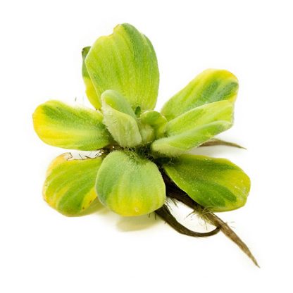 Aquaflora Pistia Stratiotes Lf - Φυτά για Ενυδρεία
