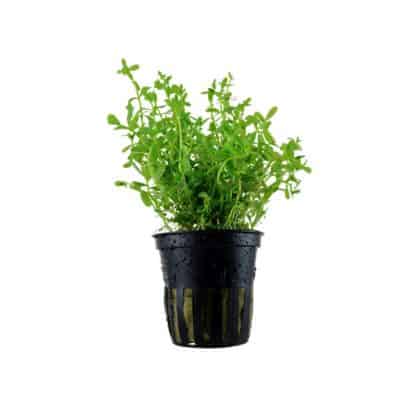 Tropica Rotala ‘Green’ Potted - Φυτά για Ενυδρεία