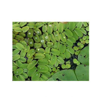 Aquaflora Salvinia Natans lf - Φυτά για Ενυδρεία