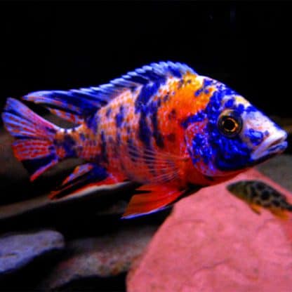 Aulonocara sp. – Ob Marbled Peacock 7.5cm - Ψάρια Γλυκού