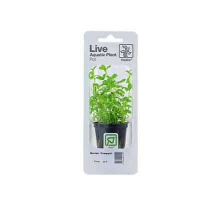 Tropica Bacopa Compact Pot In Single Package - Φυτά για Ενυδρεία
