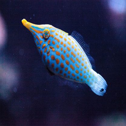 Oxymonacanthus longirostris M – Harlequin Filefish - Ψάρια Θαλασσινού