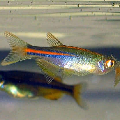 Danio albolineatus-pearl Danio