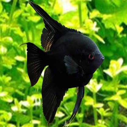 Pterophyllum scalare – Angelfish Black 5cm - Ψάρια Γλυκού