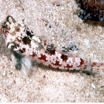 Synchiropus stellatus M – Starry Dragonet - Ψάρια Θαλασσινού