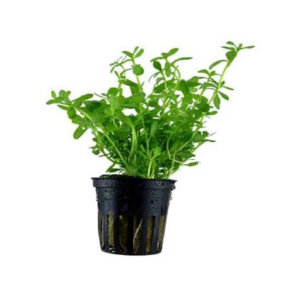 Tropica Bacopa ‘Compact’ - Φυτά για Ενυδρεία