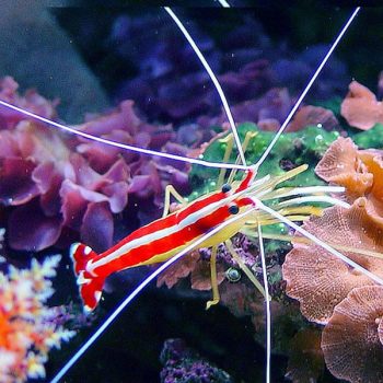 Lysmata amboinensis  -Skunk cleaner shrimp-S - Ασπόνδυλα Θαλασσινού