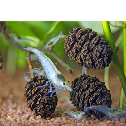 Dennerle Black Cones Alder Cones - Πρόσθετα