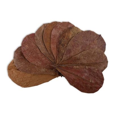 Dennerle Catappa Leaves - Sales