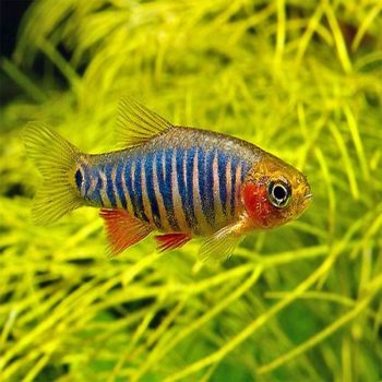 Carassius auratus -Red Black Apache Oranda 8-9 cm - Ψάρια Γλυκού