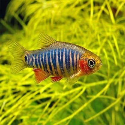 Celestichthys erythromicron-Emerald Dwarf Rasbora 1.5 cm