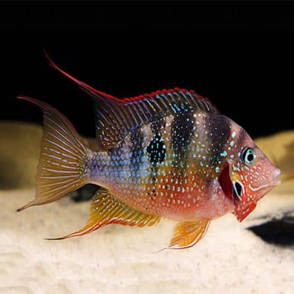 Thorichthys ellioti – Ellioti Cichlid - Ψάρια Γλυκού