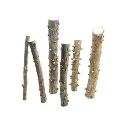 Haquoss Eyes Wood Small 20-30cm - Slider Sales
