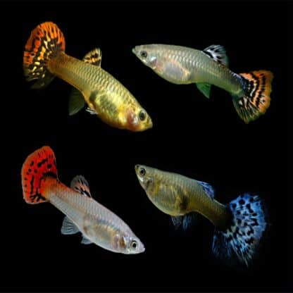 Poecilia reticulata – Guppy Mixed (Female)  2.8cm - Ψάρια Γλυκού