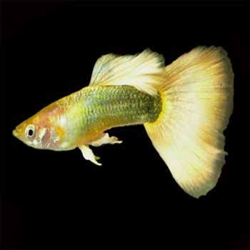 Corydoras aeneus  – Albino Cory 2.5 cm - Ψάρια Γλυκού