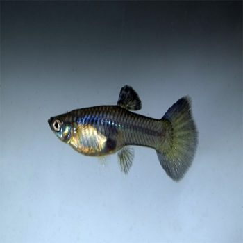Poecilia reticulata - Guppy Moscow Blue Females
