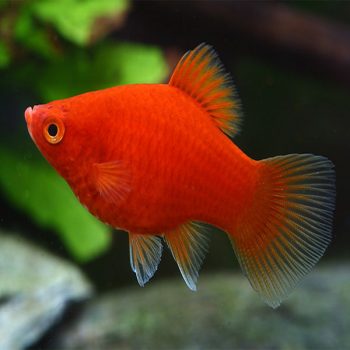 Xiphophorus maculatus - Platy Red Coral 3.5-4cm
