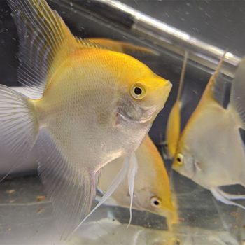 Pterophyllum scalare – Angelfish Gold 4-5 cm - Ψάρια Γλυκού