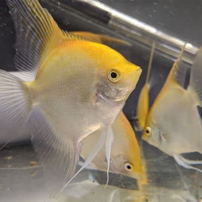 Pterophyllum scalare – Angelfish Gold 3-3.5 cm - Ψάρια Γλυκού