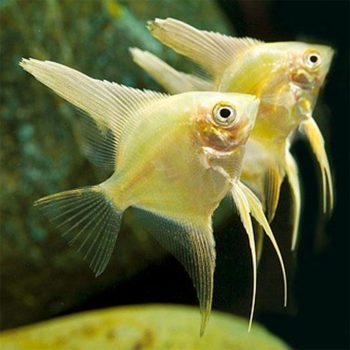 Pterophyllum scalare - Golden Angelfish 3cm