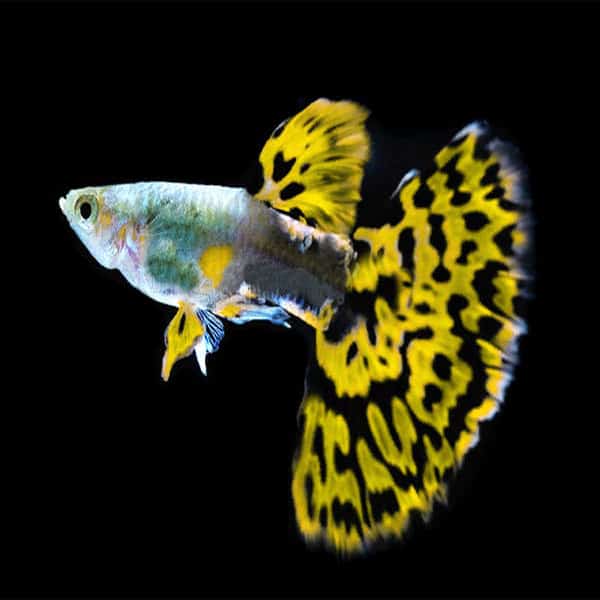 Poecillia reticulata - Guppy Mosaic Green - Αquario.gr - Το καλύτερο