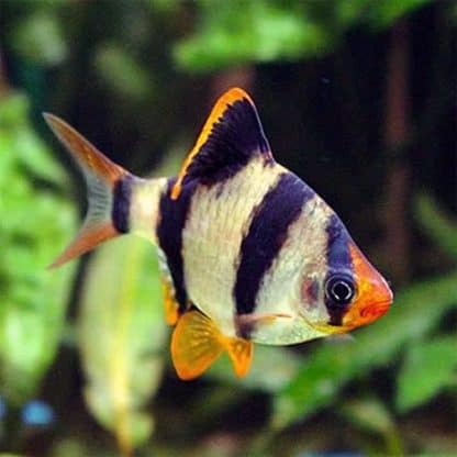 Puntigrus tetrazona-Tiger Barb 2-2,5 cm - Ψάρια Γλυκού