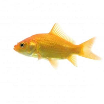Carassius auratus – Goldfish Yellow 5-8cm - Ψάρια Γλυκού