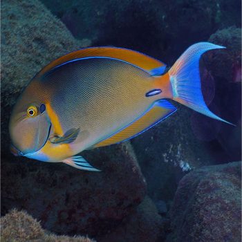 Acanthurus bariene S - Black Spot Tang