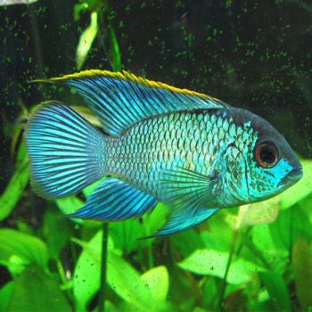Andinocara pulcher - Electric Blue Acara 10cm