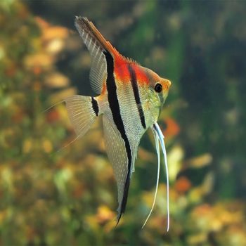 Pterophyllum scalare - Manacapuru F1 Angelfish Xl