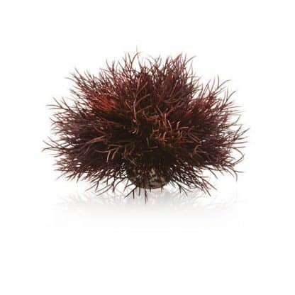 Oase Biorb Aquatic Sea Lily Crimson - Τεχνητά Διακοσμητικά