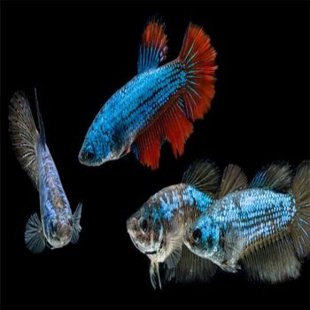 Betta splendens – Siamese Fighting Fish Female - Sales