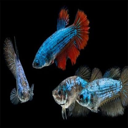 Betta splendens – Siamese Fighting Fish Female - Ψάρια Γλυκού