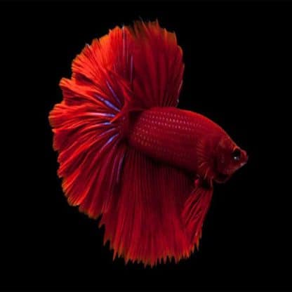 Betta splendens - Siamese Fighting Fish Red XL