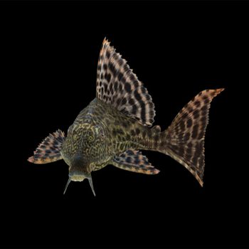 Pterygoplichthys gibbiceps – Common Plecostomus 5-6cm - Ψάρια Γλυκού