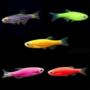 Danio rerio – Zebra Danio Colour Mix 2.5-3.5cm - Ψάρια Γλυκού