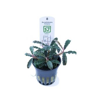 Tropica Bucephalandra Kedagang Potted - Φυτά για Ενυδρεία