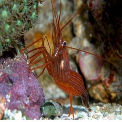 Lysmata wurdemani L- Peppermint Shrimp - Ασπόνδυλα Θαλασσινού