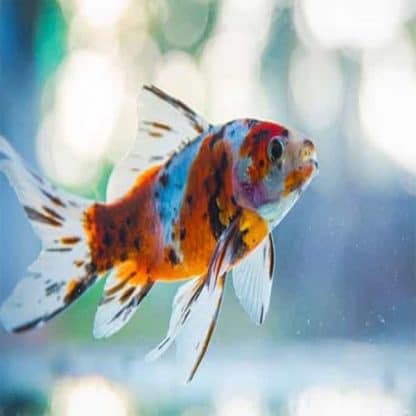 Carassius auratus – Calico Goldfish 5-7cm - Ψάρια Γλυκού