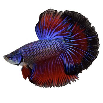 Betta splendens – Siamese Fighting Male 5 cm - Ψάρια Γλυκού