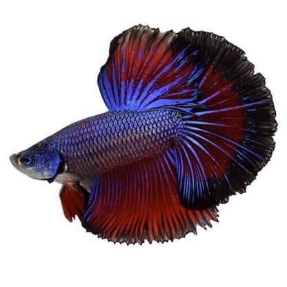 Betta splendens – Siamese Fighting Male 5 cm - Ψάρια Γλυκού
