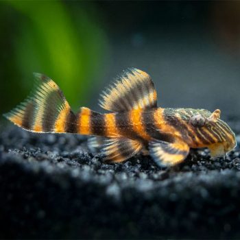 Panaqolus sp. – Tiger Pleco L397 - Ψάρια Γλυκού
