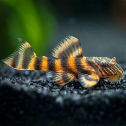Panaqolus sp. L397 - Tangerine Tiger Pleco