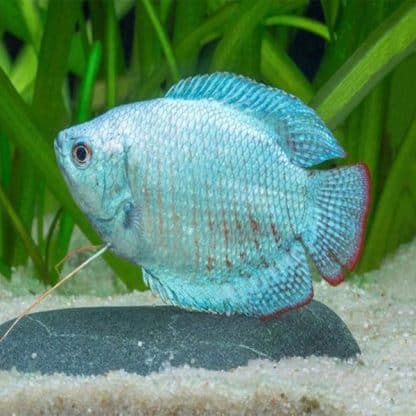 Colisa lalia – Dwarf Gourami Cobalt Male - Ψάρια Γλυκού