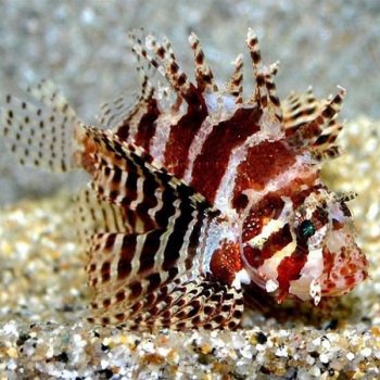 Dendrochirus brachypterus - Dwarf Lionfish