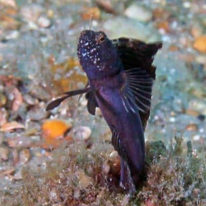 Emblemaria pandionis - Sailfin Blenny